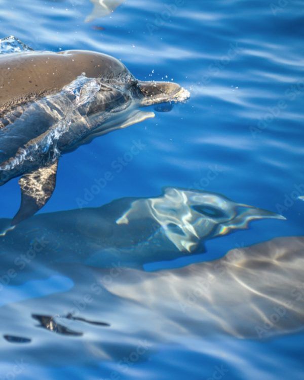 Sorties dauphins-catamaran-excursion-visite guidée