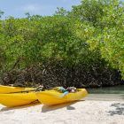 excursion kayak mangrove