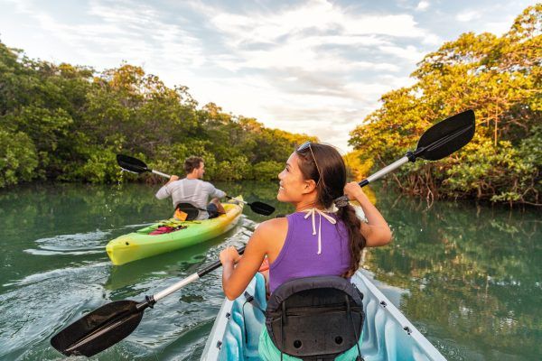 mangrove en kayak martinique
