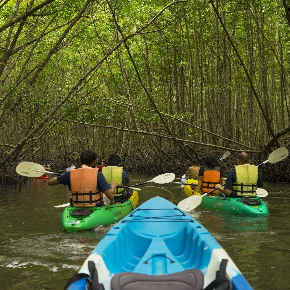 Kayak Mangrove Martinique excursion visite guidée des mangroves