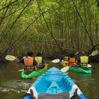 mangrove-kayak-visite-excursions
