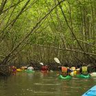 kayak mangrove trois ilets